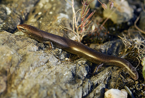 Iberischer Walzenskink (Chalcides bedriagai)