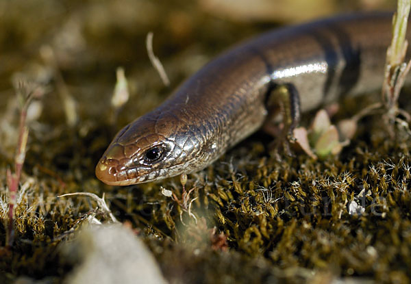 Iberischer Walzenskink (Chalcides bedriagai)