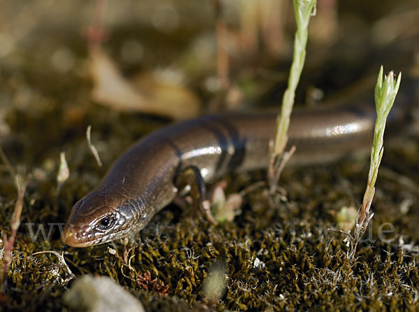 Iberischer Walzenskink (Chalcides bedriagai)