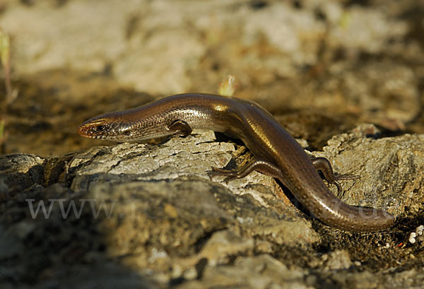 Iberischer Walzenskink (Chalcides bedriagai)