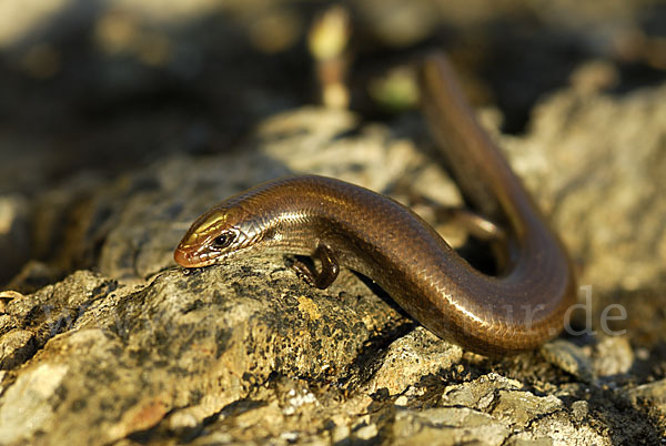 Iberischer Walzenskink (Chalcides bedriagai)