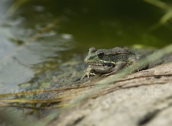 Iberischer Wasserfrosch (Rana perezi)