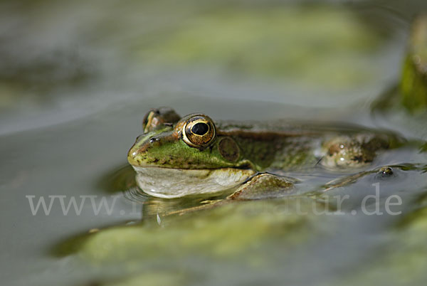 Iberischer Wasserfrosch (Rana perezi)