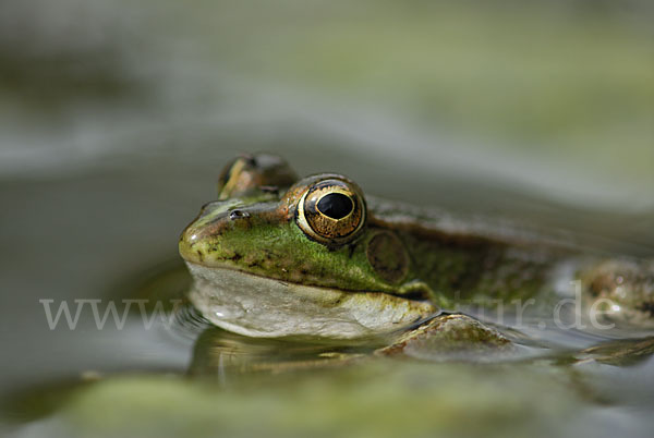 Iberischer Wasserfrosch (Rana perezi)