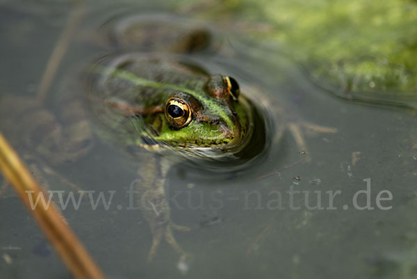 Iberischer Wasserfrosch (Rana perezi)