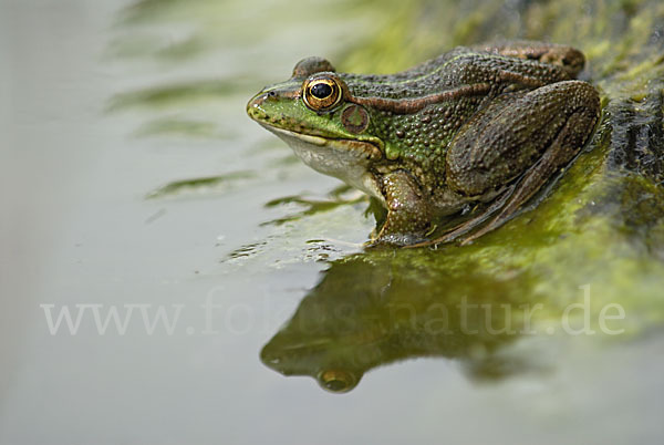 Iberischer Wasserfrosch (Rana perezi)