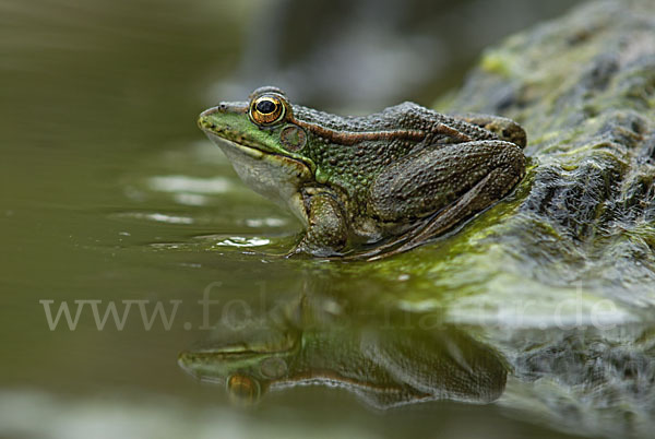 Iberischer Wasserfrosch (Rana perezi)