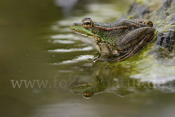 Iberischer Wasserfrosch (Rana perezi)