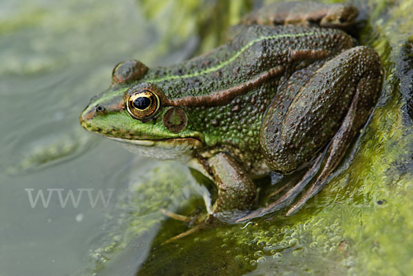 Iberischer Wasserfrosch (Rana perezi)