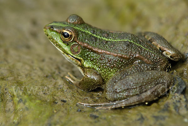 Iberischer Wasserfrosch (Rana perezi)