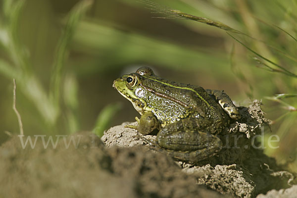 Iberischer Wasserfrosch (Rana perezi)