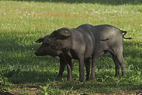 Iberisches Schwein (Cerdo Ibérico)