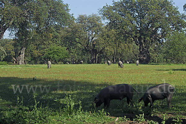 Iberisches Schwein (Cerdo Ibérico)