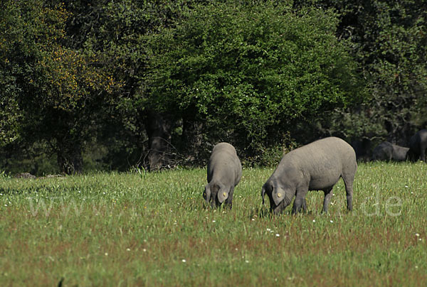 Iberisches Schwein (Cerdo Ibérico)