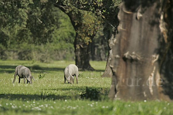 Iberisches Schwein (Cerdo Ibérico)