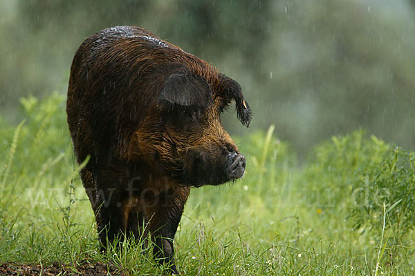 Iberisches Schwein (Cerdo Ibérico)