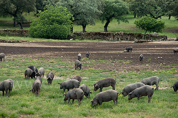 Iberisches Schwein (Cerdo Ibérico)