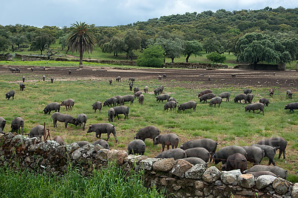 Iberisches Schwein (Cerdo Ibérico)