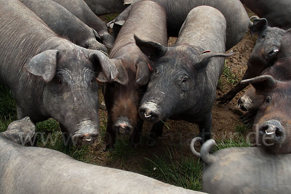 Iberisches Schwein (Cerdo Ibérico)