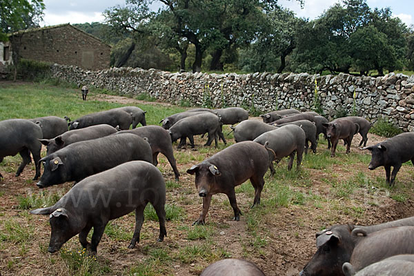 Iberisches Schwein (Cerdo Ibérico)