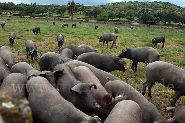 Iberisches Schwein (Cerdo Ibérico)