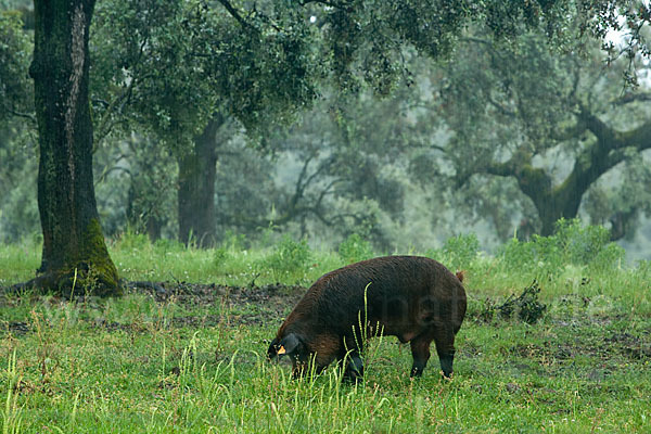 Iberisches Schwein (Cerdo Ibérico)