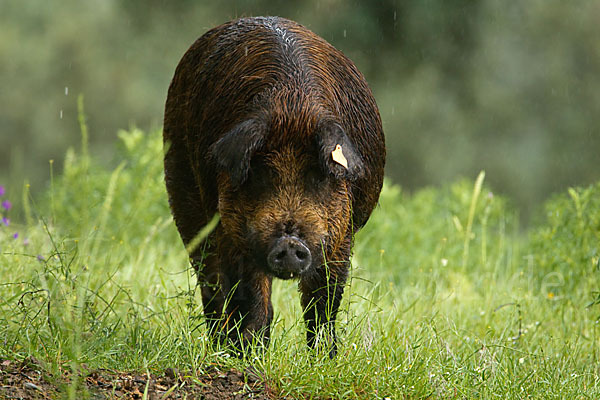 Iberisches Schwein (Cerdo Ibérico)