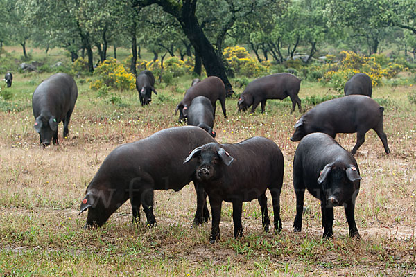 Iberisches Schwein (Cerdo Ibérico)