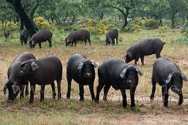 Iberisches Schwein (Cerdo Ibérico)