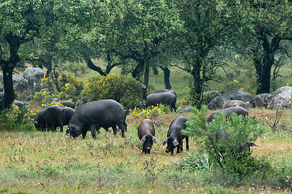 Iberisches Schwein (Cerdo Ibérico)