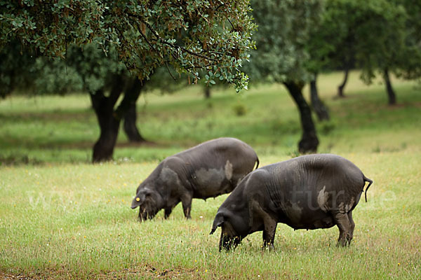 Iberisches Schwein (Cerdo Ibérico)