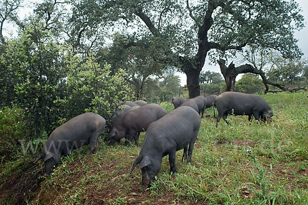 Iberisches Schwein (Cerdo Ibérico)