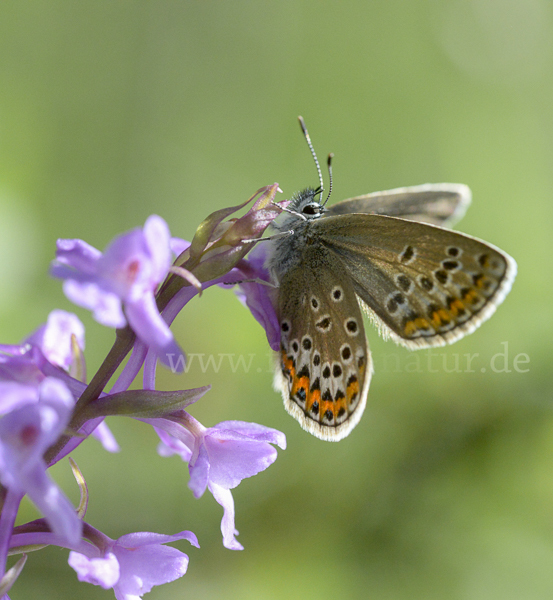 Idas-Bläuling (Plebejus idas)