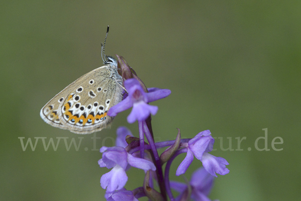 Idas-Bläuling (Plebejus idas)