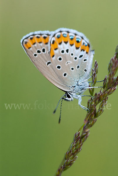 Idas-Bläuling (Plebejus idas)