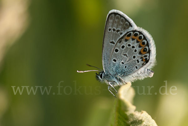 Idas-Bläuling (Plebejus idas)