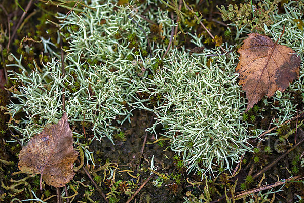 Igel-Säulenflechte (Cladonia uncialis)