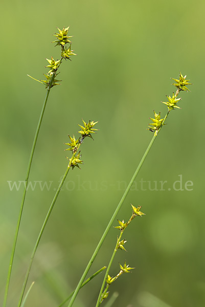 Igel-Segge (Carex echinata)