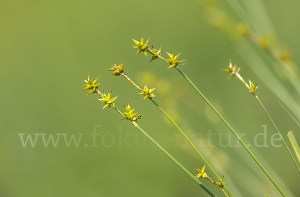 Igel-Segge (Carex echinata)