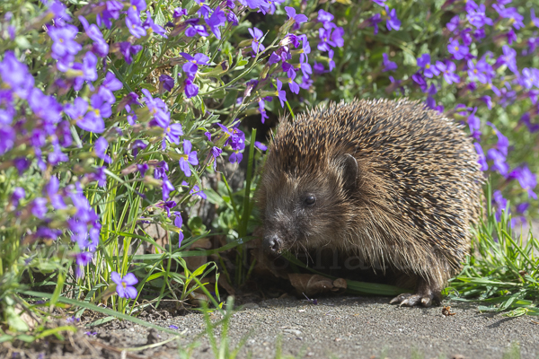 Igel (Erinaceus europaeus)