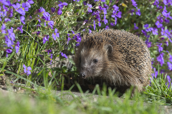 Igel (Erinaceus europaeus)