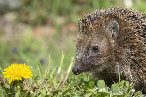 Igel (Erinaceus europaeus)