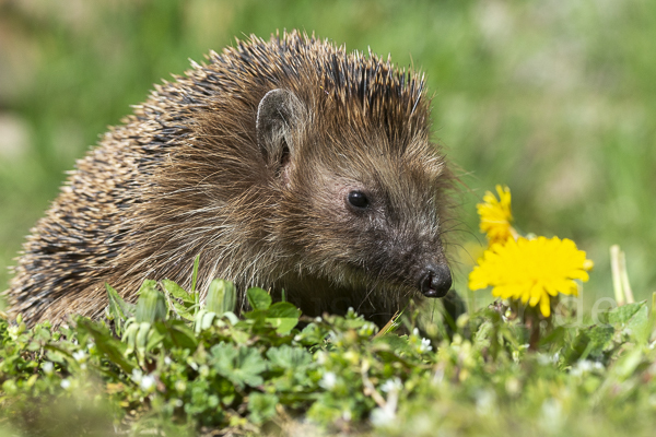 Igel (Erinaceus europaeus)