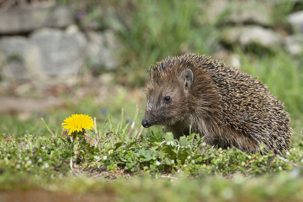 Igel (Erinaceus europaeus)