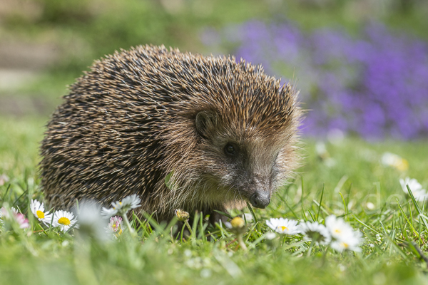 Igel (Erinaceus europaeus)