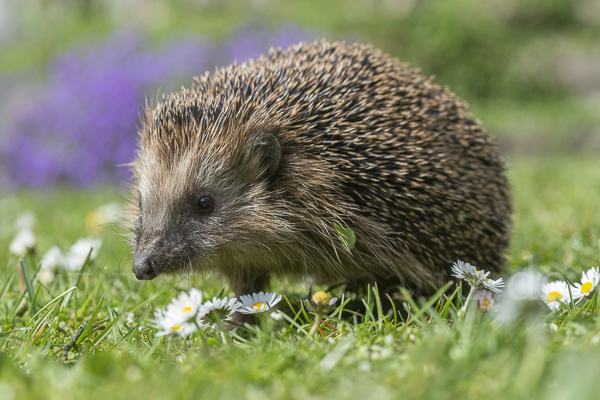 Igel (Erinaceus europaeus)