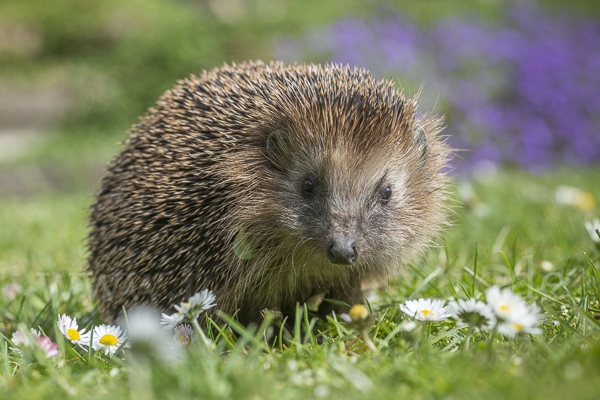 Igel (Erinaceus europaeus)