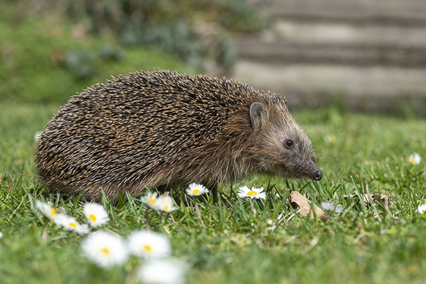 Igel (Erinaceus europaeus)