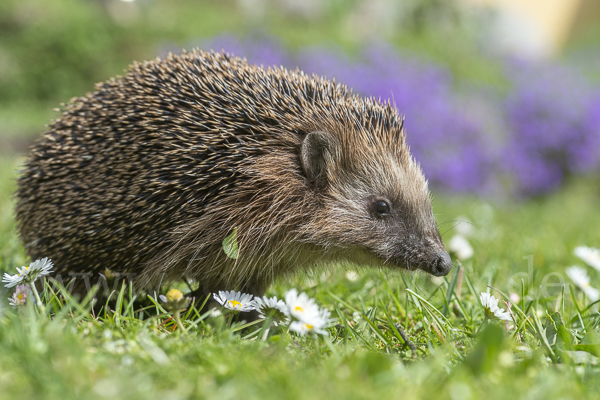 Igel (Erinaceus europaeus)