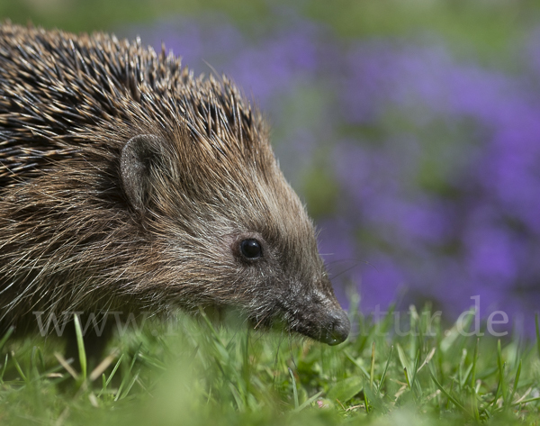 Igel (Erinaceus europaeus)